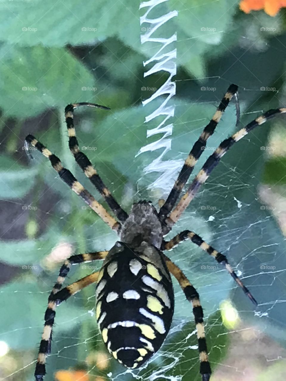 Spider on its web over a plant
