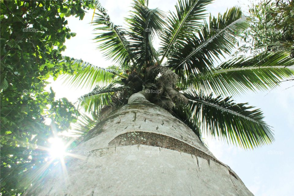 coconut tree bottom view. coconut tree shot from bottom with sunlight flare