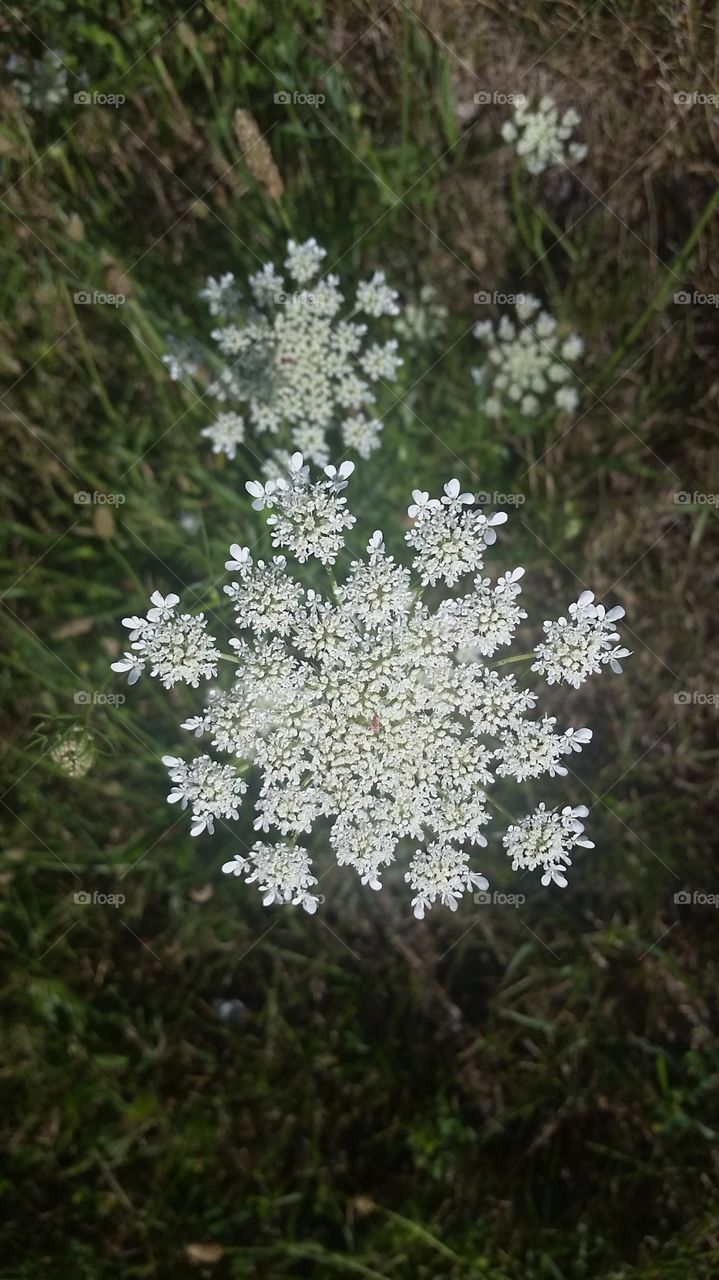 Snowflake Flora