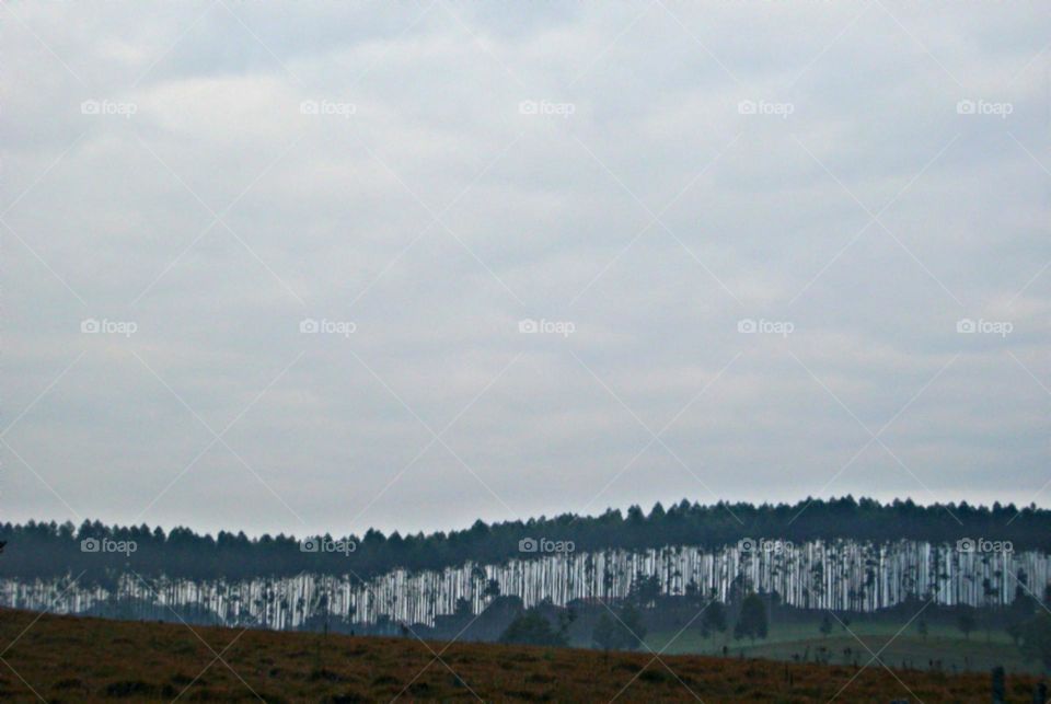 A serra das árvores