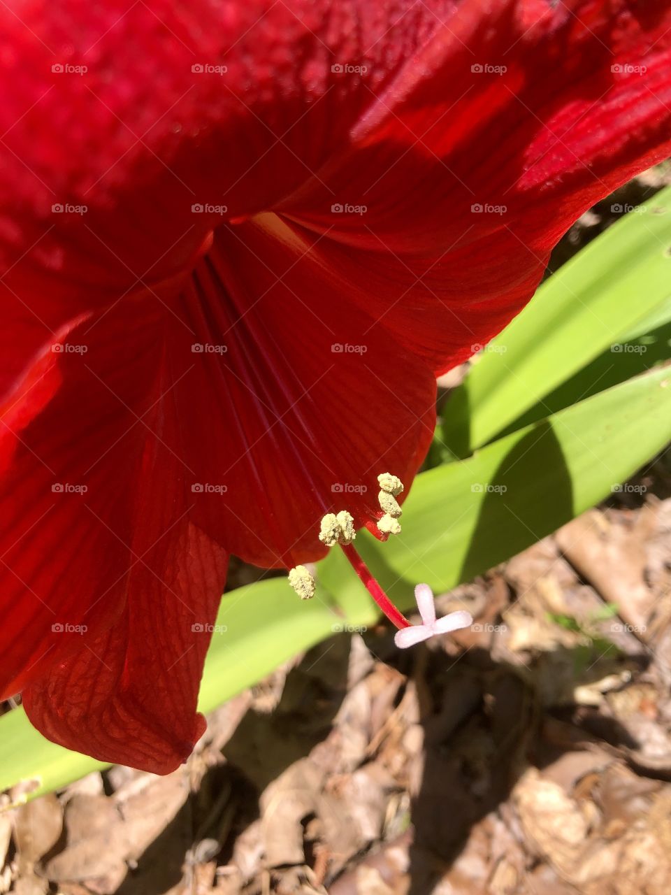 Sunny closeup of inner structure of red amaryllis bloom with pollen grains 