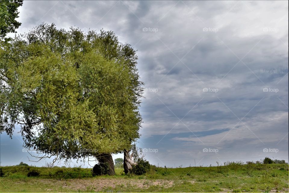 Lonely old tree in a field with threatening clouds at the background