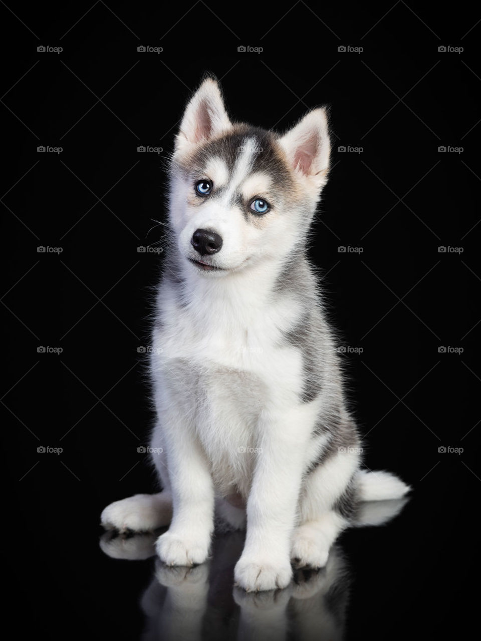 Filhote de cachorro da raça husky de olho azul com fundo preto de estúdio fotográfico 