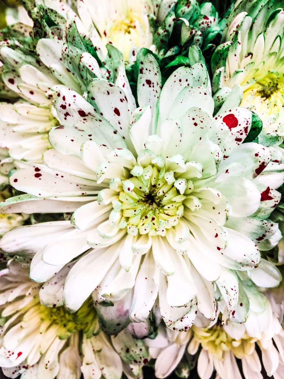 Splattered flowers 