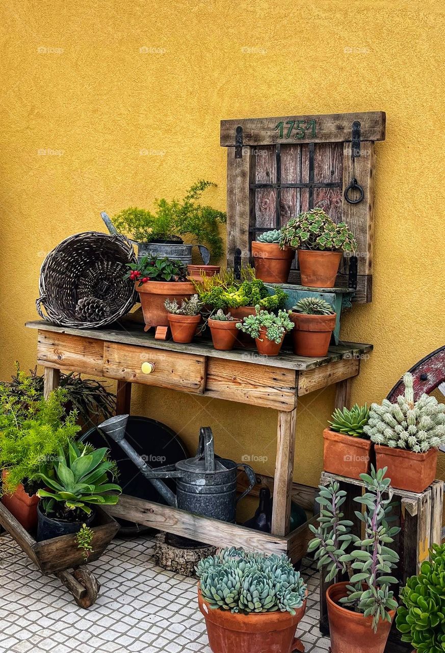 Beautiful plant wall