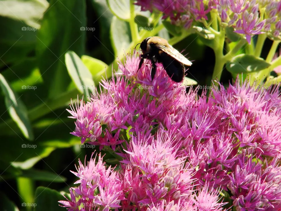 Bee