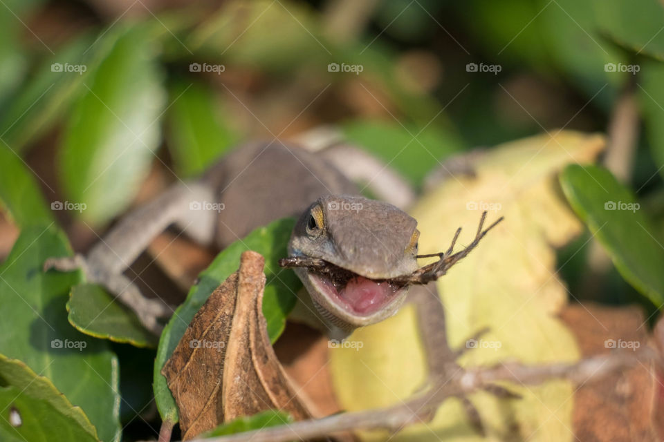 Foap, My Favorite Moment: A Carolina anole is finishing up lunch as it gulps down a large spider. Yates Mill County Park in Raleigh North Carolina. 