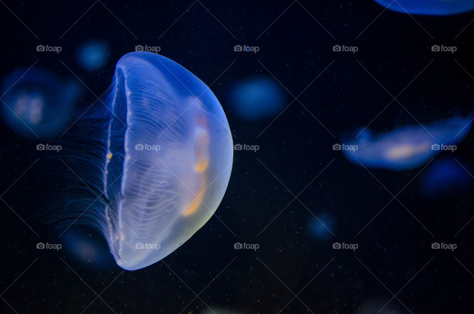 Close-up of jelly fish