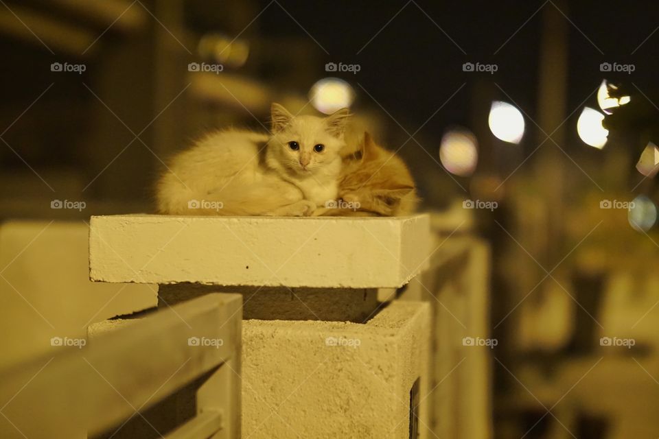 Homeless kittens