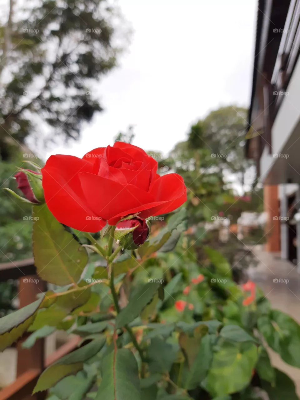 A mais pela natureza, uma linda flor