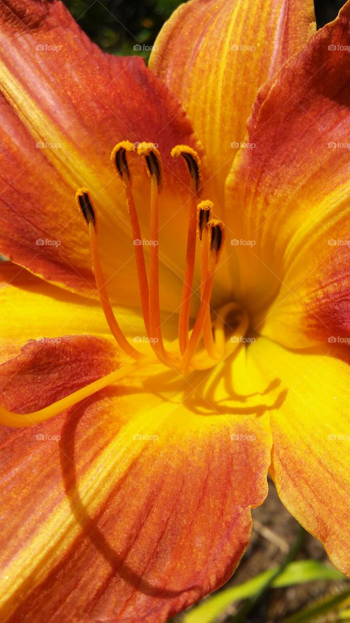 Flower, Nature, No Person, Flora, Color