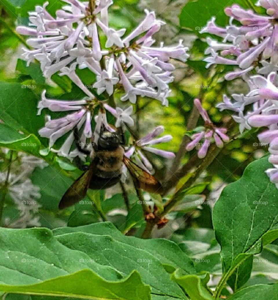 Queen Bee on the Lilacs!