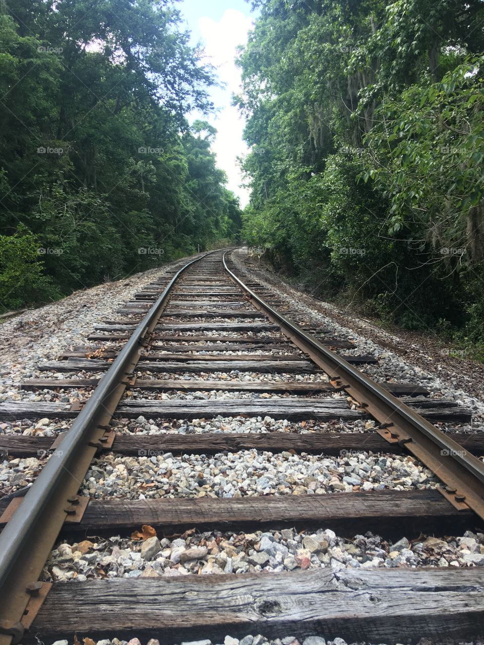 Railroad through the forest 