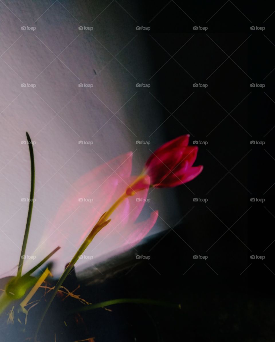 Title-  You will forever be my always
Description- Image of a pink flower captured on a rainy day