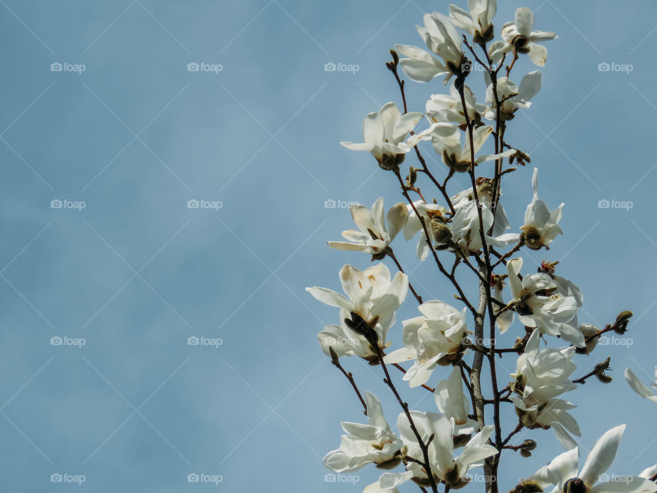 blooming magnolia in spring on a sunny day