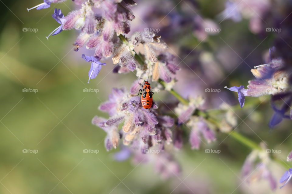 Red insect on violet lavender