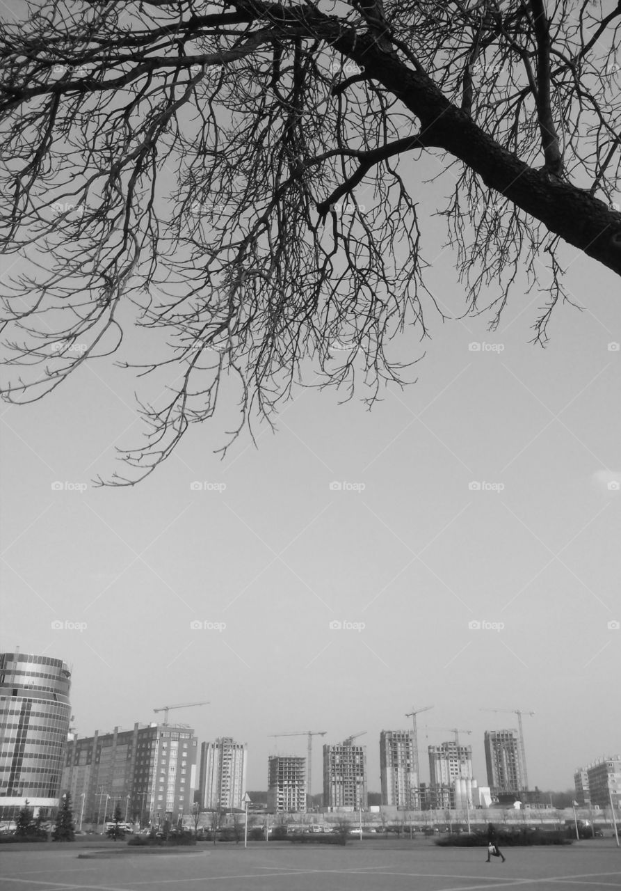 City, Tree, Skyline, Sky, Monochrome