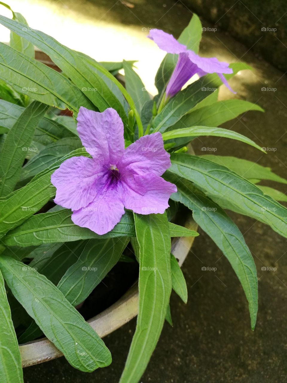Closeup of purple wild petunia flowers with long green leaves.