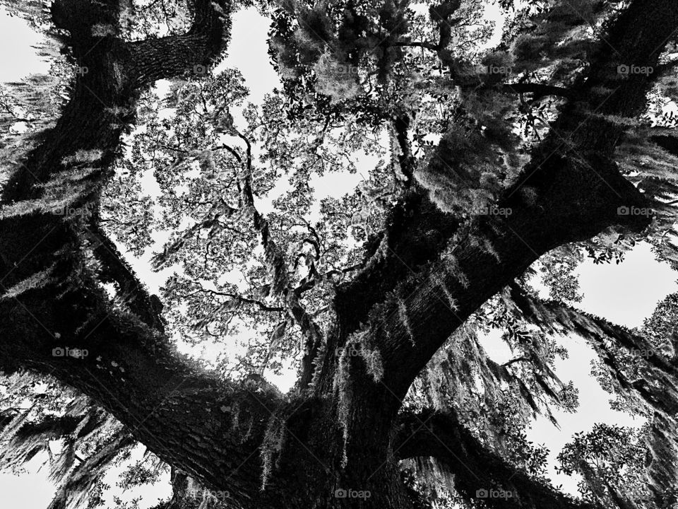 The old oak in black and white