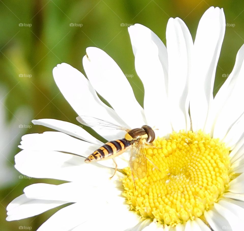 Hungry Hover Fly