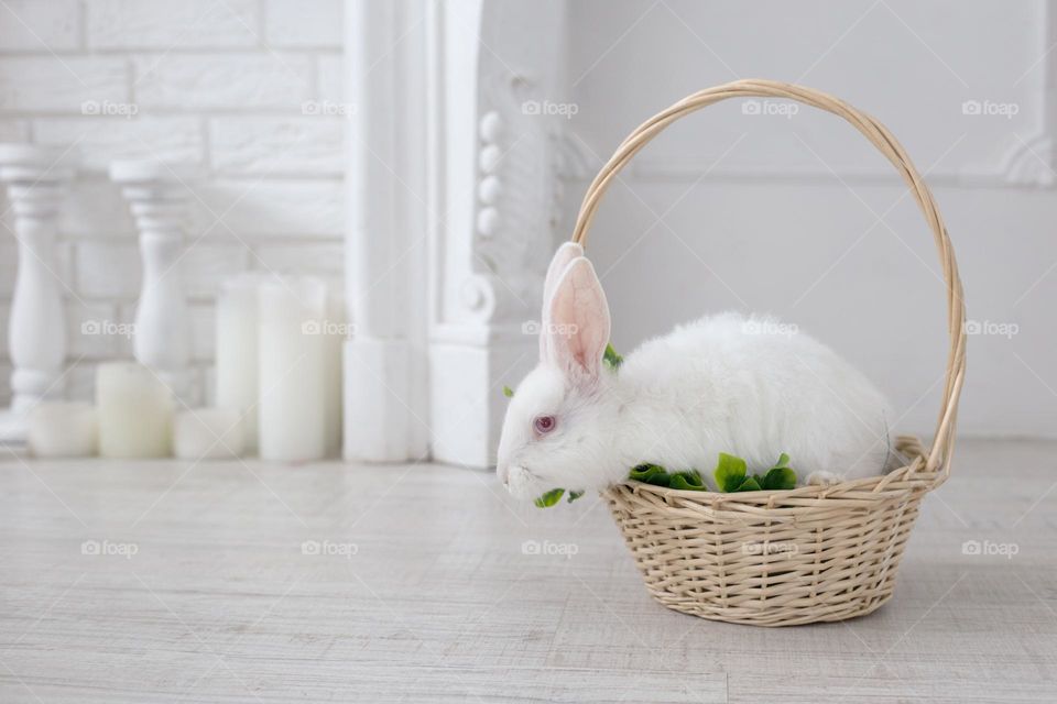 White bunny in the white room