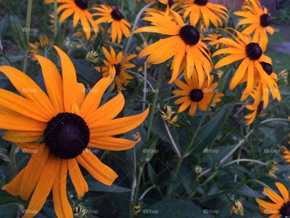 Black eyed Susan