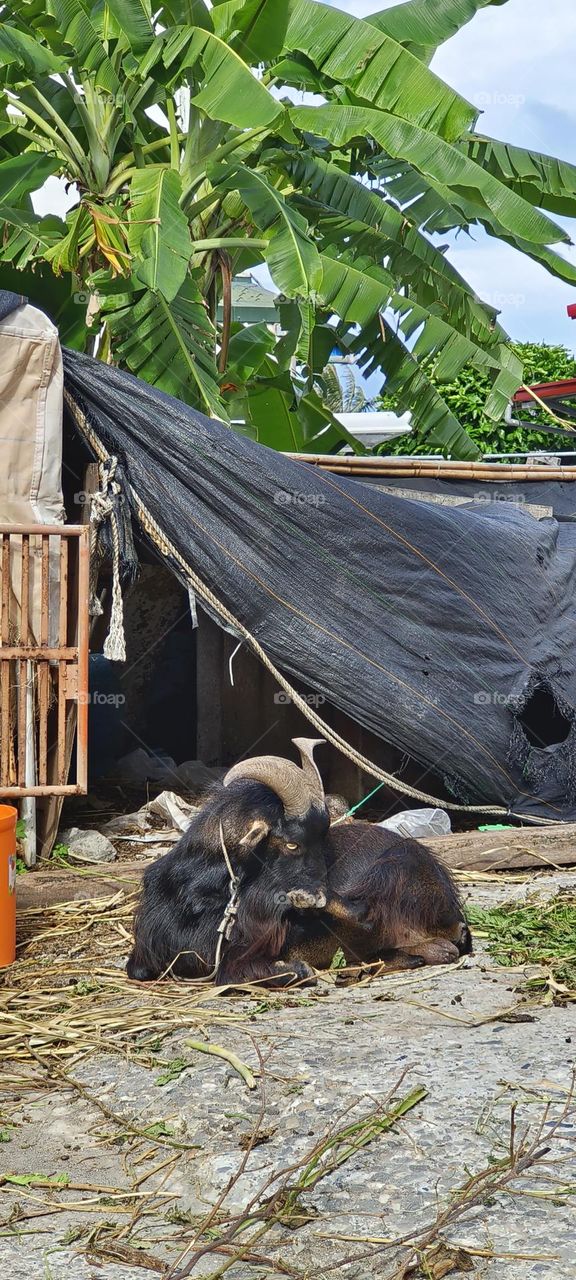 Group of black goats in the village