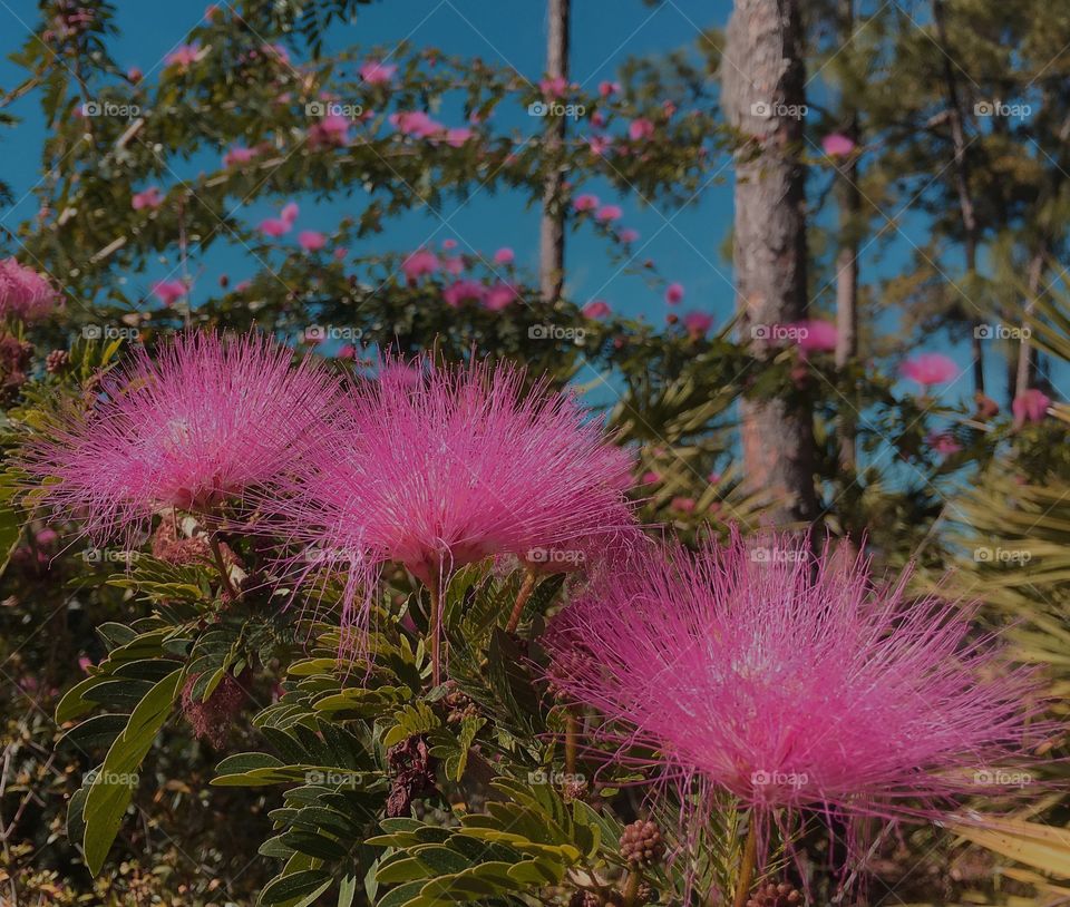 Powderpuff tree exploding with fluffy pink blossoms.