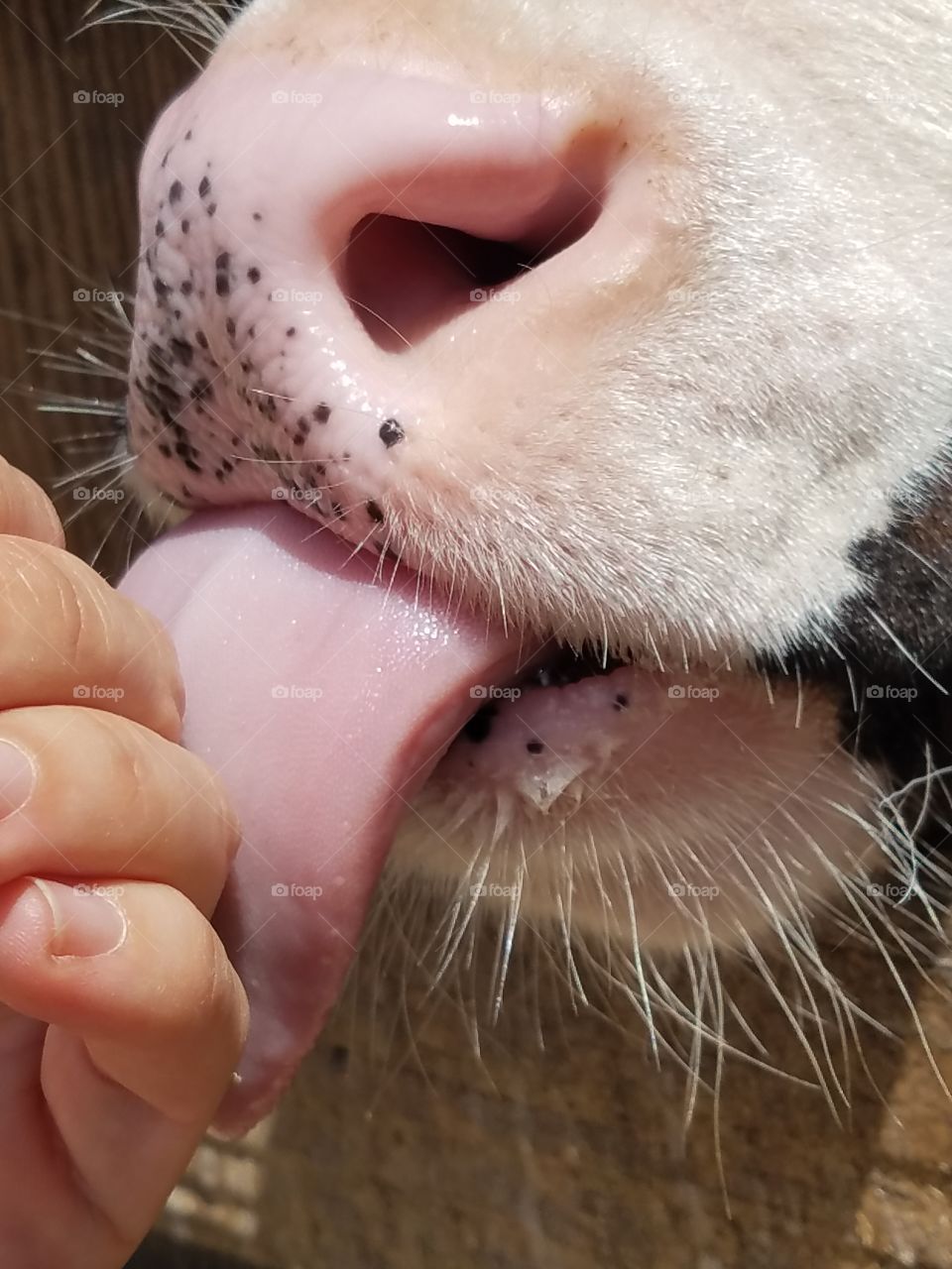 Cow licking person hand