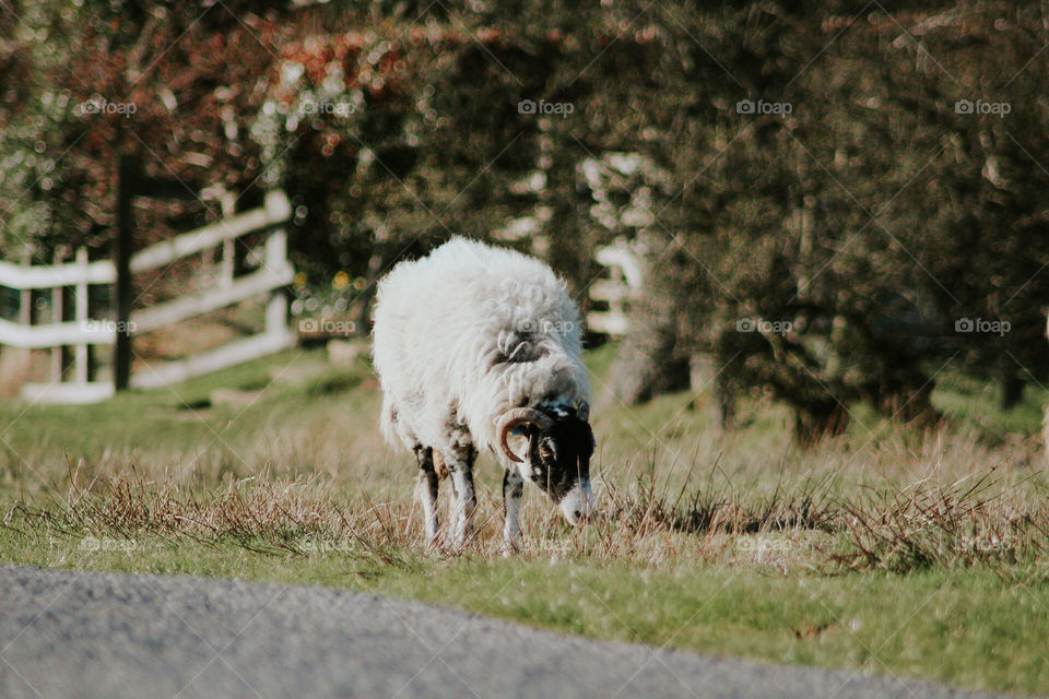 Sheep in goathland, North Yorkshire Moors