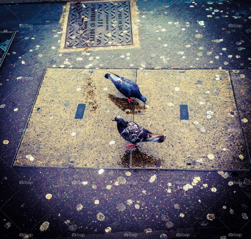 Pigeons