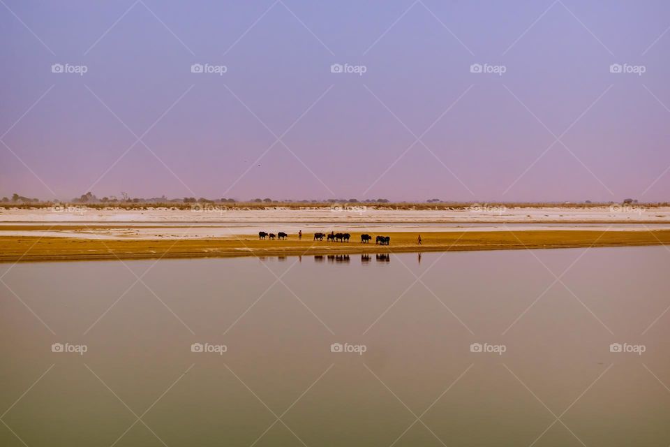 buffalo group reflection in ghaghra river water