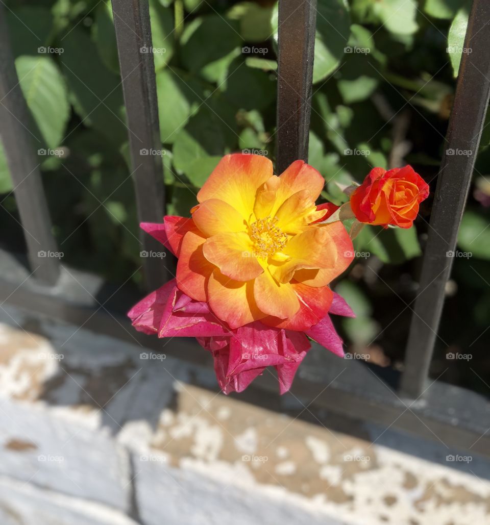 Flower on gate