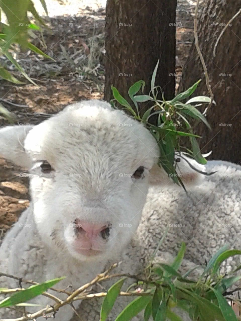 A baby  lamb