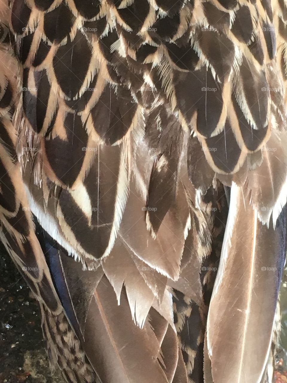 Birds of a feather. The texture and color of this duck's feathers looked really cool in the summer sun. 