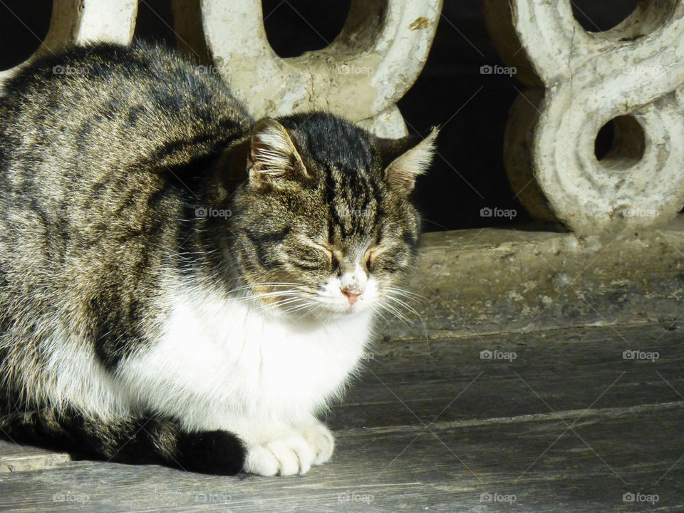 Cat closing eyes in the morning sun