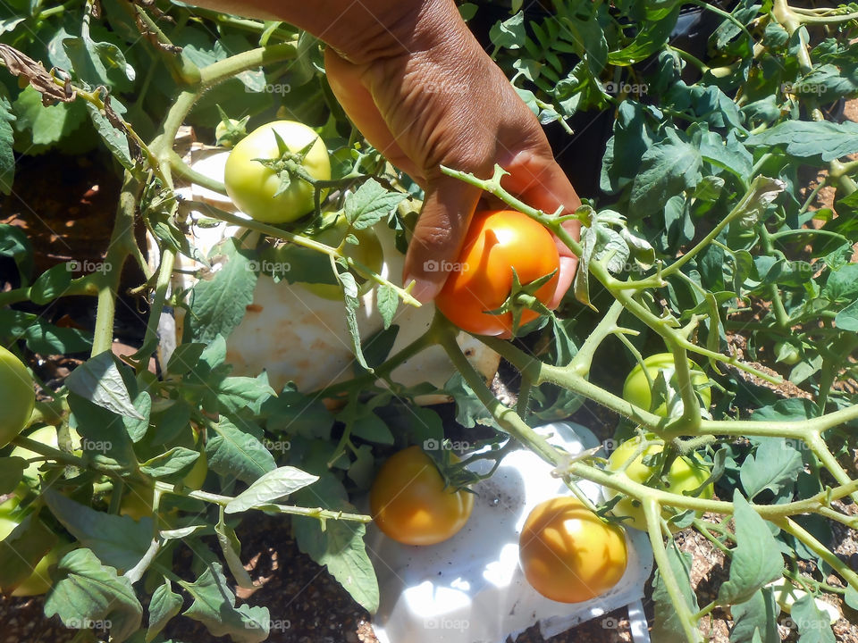 Removing Picked Fruit