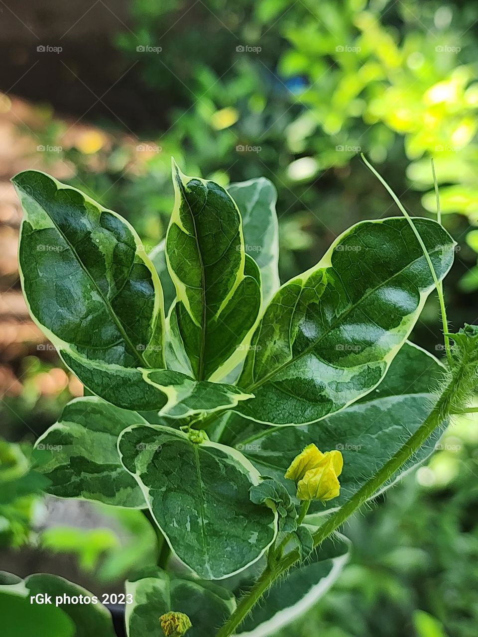 green and yellow shrub