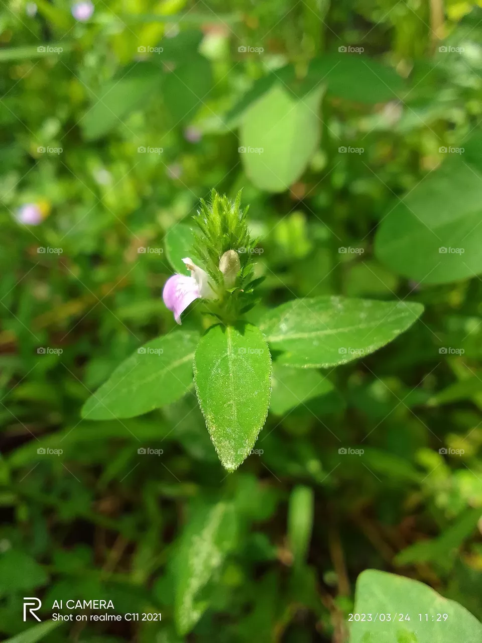 Flower and natural