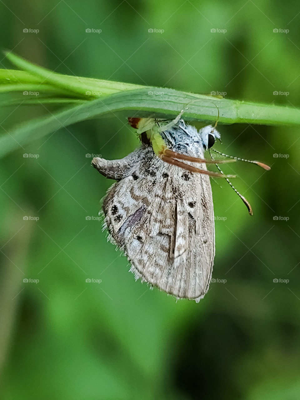 Ceranus blue butterfly killed by predator.