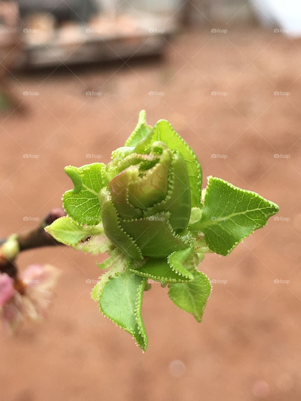 Nectarine tree fruit budding