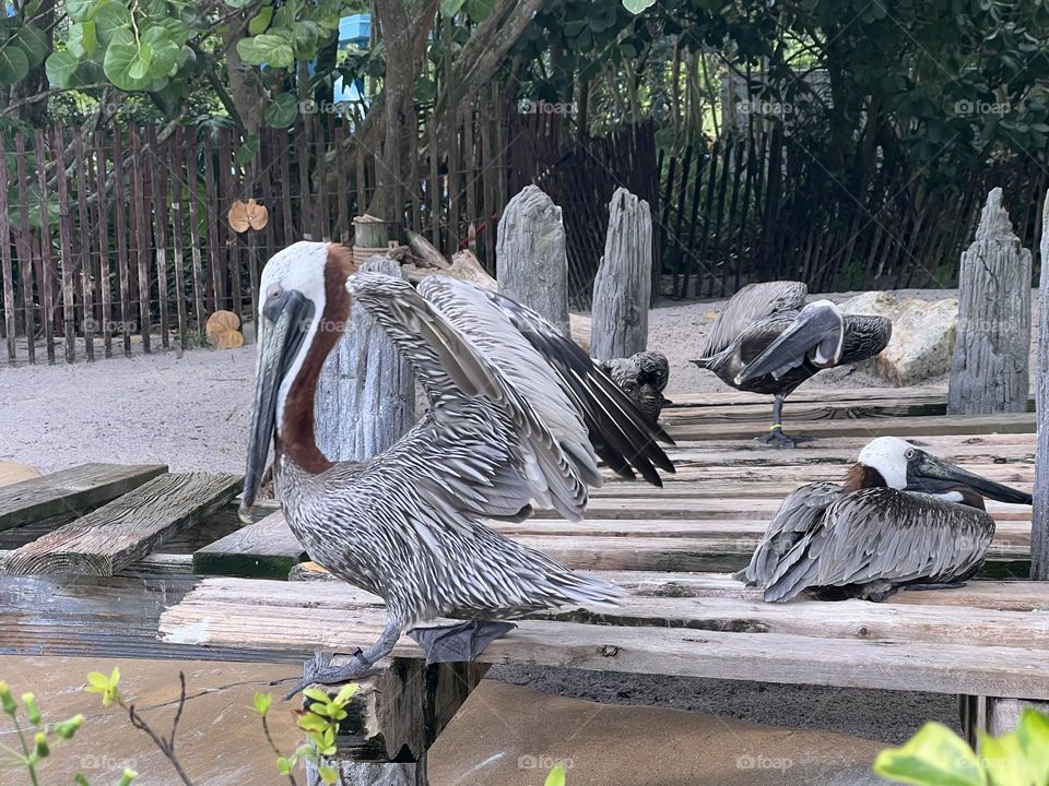 Pelican airing out its big ole wings 