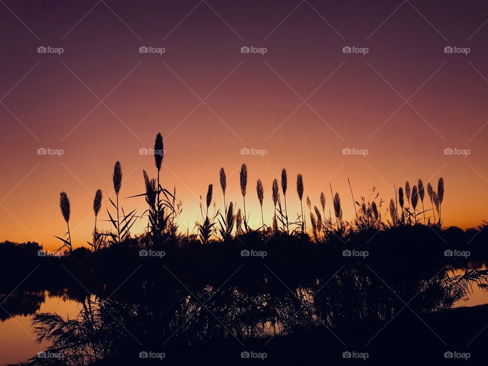 O Cat Tails make my photo Bright and joyful full of life and give the Beauty of the Sunset, Twilight, then let this evening rest. 