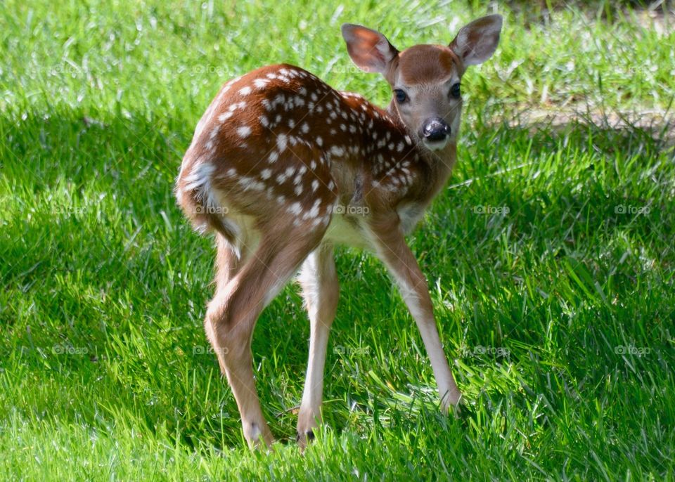 Baby deer born in backyard 