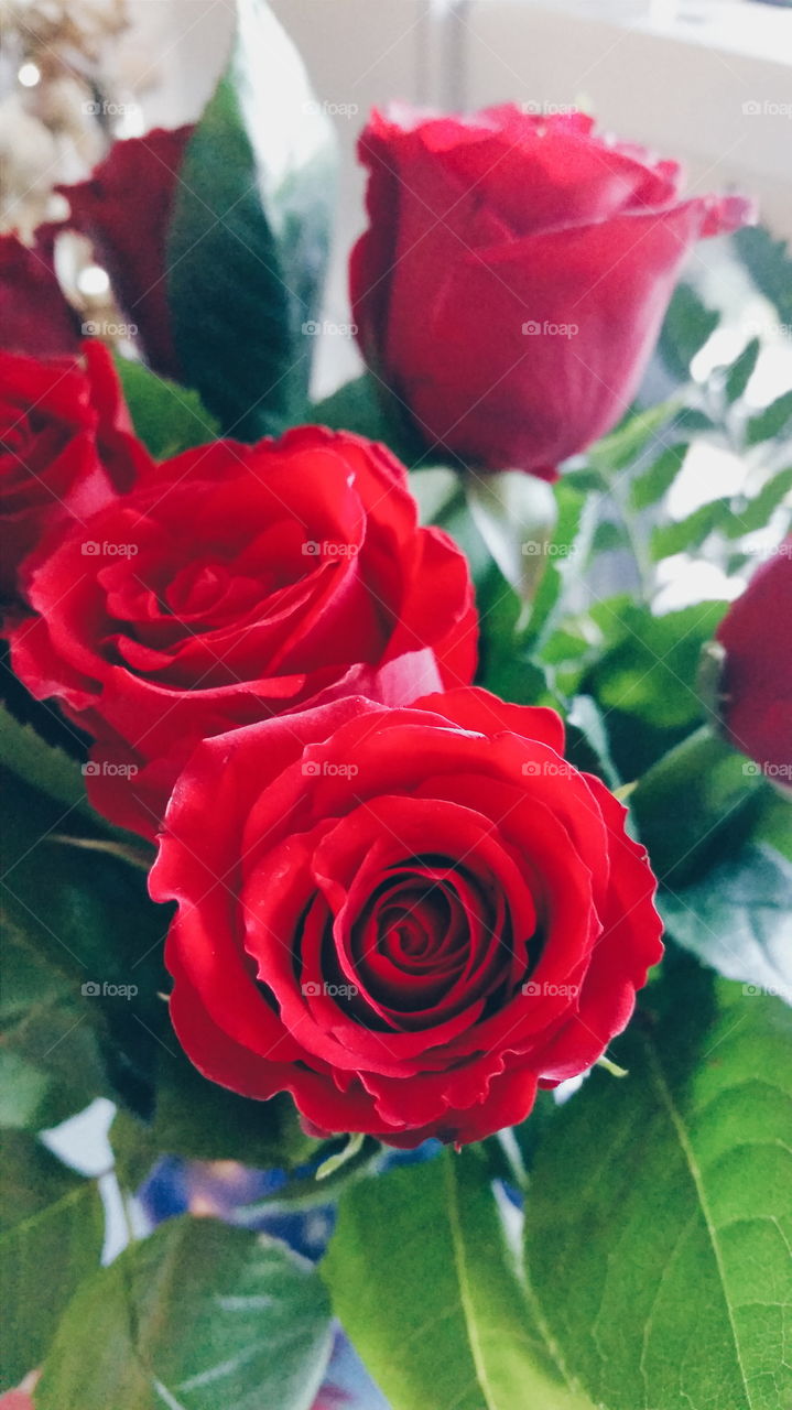 Red Roses