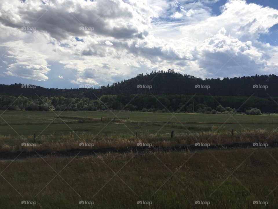 No Person, Landscape, Cropland, Tree, Agriculture