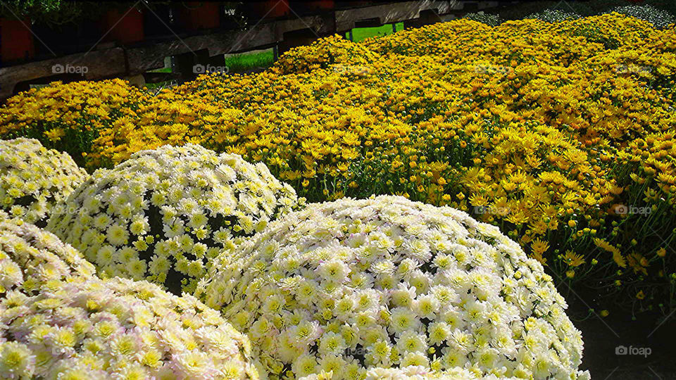 flowers yellow white fall by vickikl3