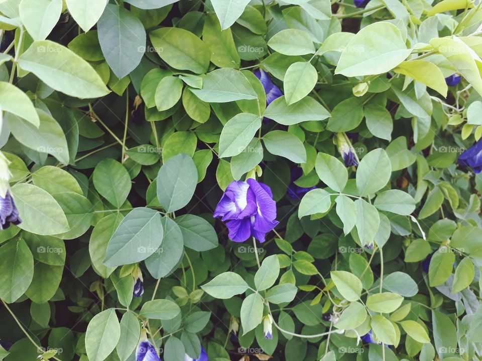 butterfly pea tree