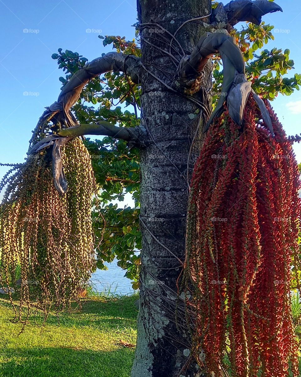 As muitas cores de uma palmeira