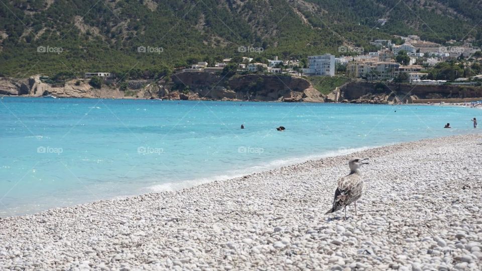 Seagull#bird#sea#view#beach